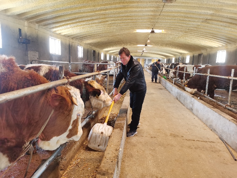 英吉沙县英也尔乡：肉牛养殖让产业振兴“牛”起来