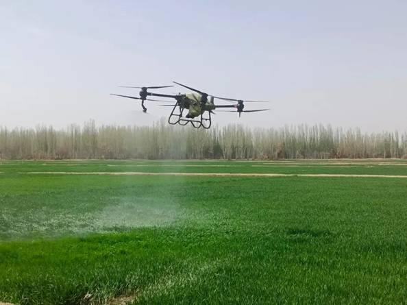 叶城县江格勒斯乡：无人机喷洒农药 助力小麦增收