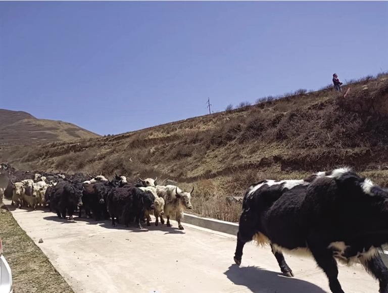 榆中县马坡乡：产业致富过上“牛”日子